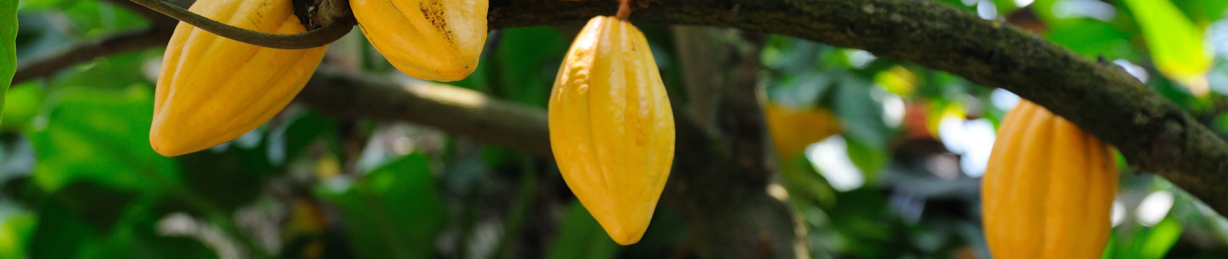 What Is a Cocoa Tree? Meet the Raw Material of Chocolate!